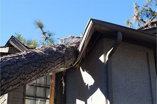 台風による倒木で家が壊れた！ 賠償責任は誰にあるのか？